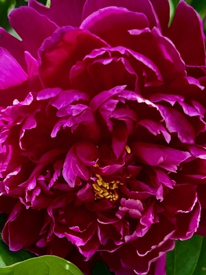 Fushia Peony 