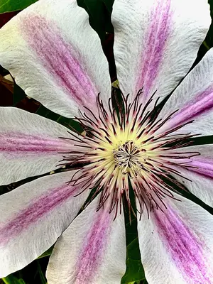 Bursting to Life