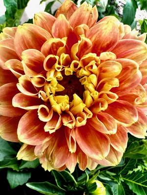 Petals of Sunshine