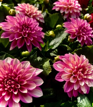 Bouquet of Beauty