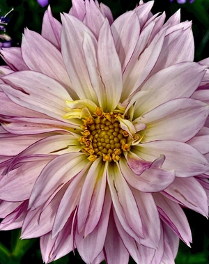 Beauty Inside, SERIES: Blushing Beauties, The Pink Dahlia 