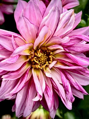 A Close Up, SERIES: Blushing Beauties, The Pink Dahlia 