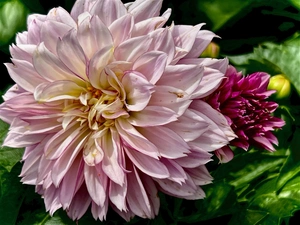A Couple, SERIES: Blushing Beauty, The Pink Dahlia 