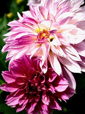 Face to the Sun, SERIES: Blushing Beauties, The Pink Dalia