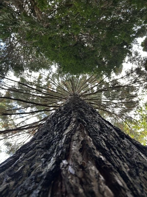Sequoia