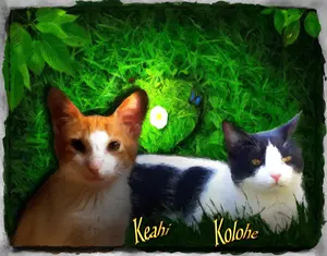 Artwork preview image