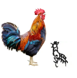 甲骨文–雞 Rooster
