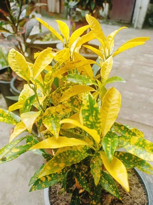 Artwork preview image