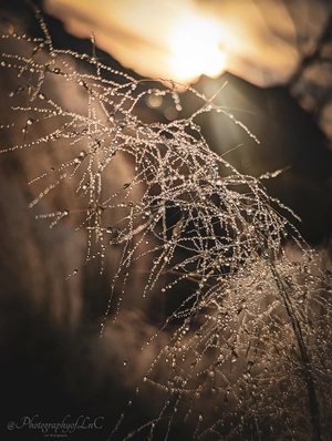 Artwork preview image