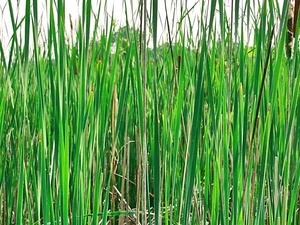 Resilient Grass