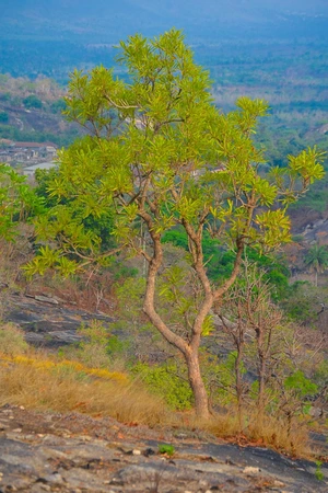 Artwork preview image