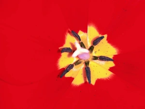 Artwork preview image