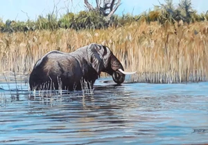 Elephant in the Okavango