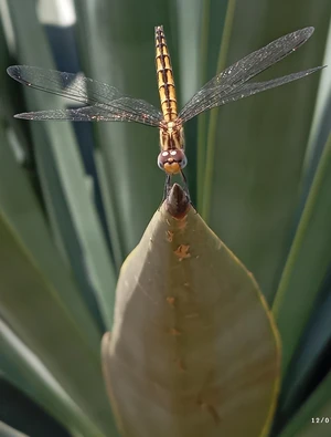 Artwork preview image