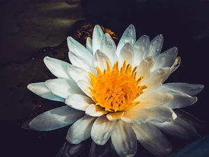 Artwork preview image