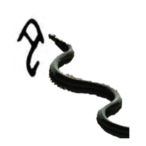 甲骨文–蛇 Snake