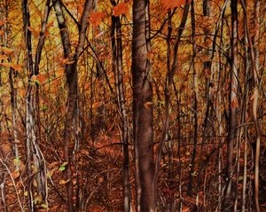 The magic forest