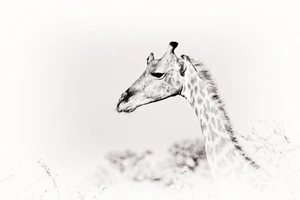 Artwork preview image