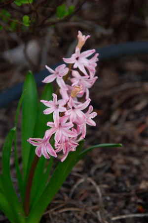 Artwork preview image