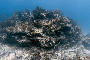 Artwork preview image