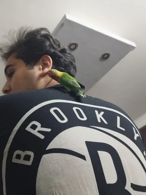 Artwork preview image