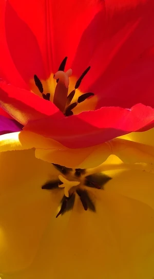 Artwork preview image