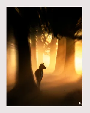 Artwork preview image