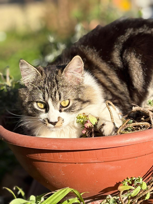 Artwork preview image