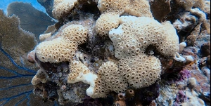 Artwork preview image