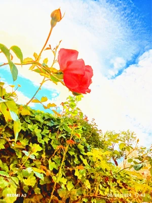 Artwork preview image
