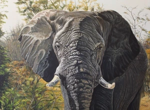 Portrait of elephant