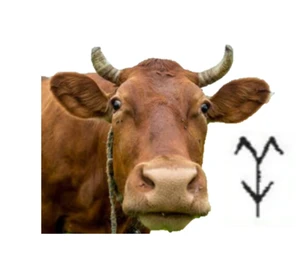 甲骨文– 牛 Ox
