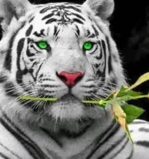 Artwork preview image