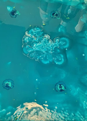 under the sea 